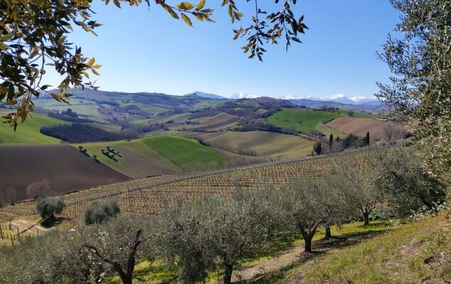 Leone D'Oro - Photo 5