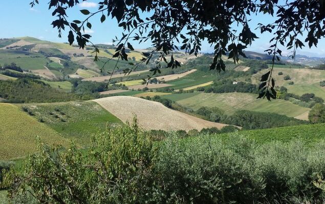 Leone D'Oro - Photo 34